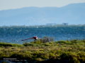 Flamenco comun - Phoenicopterus roseus - Flamenc comu