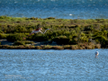 Flamenco comun - Phoenicopterus roseus - Flamenc comu