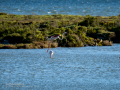 Flamenco comun - Phoenicopterus roseus - Flamenc comu