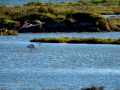 Flamenco comun - Phoenicopterus roseus - Flamenc comu