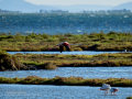 Flamenco comun - Phoenicopterus roseus - Flamenc comu