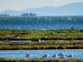 Flamenco comun - Phoenicopterus roseus - Flamenc comu