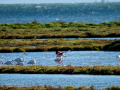 Flamenco comun - Phoenicopterus roseus - Flamenc comu