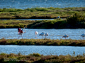Flamenco comun - Phoenicopterus roseus - Flamenc comu