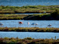 Flamenco comun - Phoenicopterus roseus - Flamenc comu