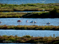 Flamenco comun - Phoenicopterus roseus - Flamenc comu