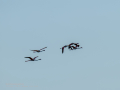 Flamenco comun - Phoenicopterus roseus - Flamenc comu