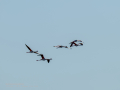 Flamenco comun - Phoenicopterus roseus - Flamenc comu