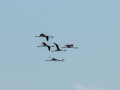 Flamenco comun - Phoenicopterus roseus - Flamenc comu