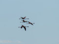 Flamenco comun - Phoenicopterus roseus - Flamenc comu