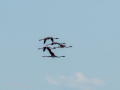 Flamenco comun - Phoenicopterus roseus - Flamenc comu