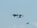 Flamenco comun - Phoenicopterus roseus - Flamenc comu