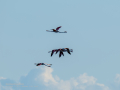 Flamenco comun - Phoenicopterus roseus - Flamenc comu