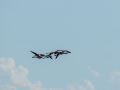 Flamenco comun - Phoenicopterus roseus - Flamenc comu