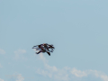 Flamenco comun - Phoenicopterus roseus - Flamenc comu