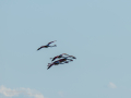 Flamenco comun - Phoenicopterus roseus - Flamenc comu
