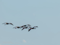 Flamenco comun - Phoenicopterus roseus - Flamenc comu