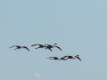 Flamenco comun - Phoenicopterus roseus - Flamenc comu