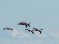 Flamenco comun - Phoenicopterus roseus - Flamenc comu