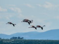 Flamenco comun - Phoenicopterus roseus - Flamenc comu