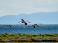 Flamenco comun - Phoenicopterus roseus - Flamenc comu