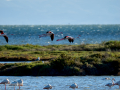 Flamenco comun - Phoenicopterus roseus - Flamenc comu