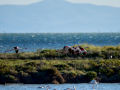 Flamenco comun - Phoenicopterus roseus - Flamenc comu