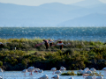 Flamenco comun - Phoenicopterus roseus - Flamenc comu