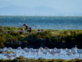 Flamenco comun - Phoenicopterus roseus - Flamenc comu