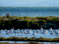 Flamenco comun - Phoenicopterus roseus - Flamenc comu