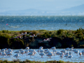 Flamenco comun - Phoenicopterus roseus - Flamenc comu