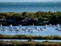 Flamenco comun - Phoenicopterus roseus - Flamenc comu