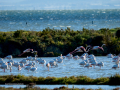 Flamenco comun - Phoenicopterus roseus - Flamenc comu