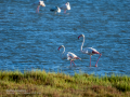 Flamenco comun - Phoenicopterus roseus - Flamenc comu