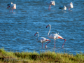 Flamenco comun - Phoenicopterus roseus - Flamenc comu