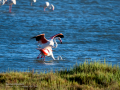 Flamenco comun - Phoenicopterus roseus - Flamenc comu