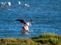 Flamenco comun - Phoenicopterus roseus - Flamenc comu