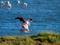 Flamenco comun - Phoenicopterus roseus - Flamenc comu
