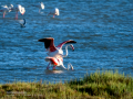 Flamenco comun - Phoenicopterus roseus - Flamenc comu