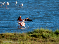 Flamenco comun - Phoenicopterus roseus - Flamenc comu