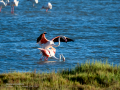Flamenco comun - Phoenicopterus roseus - Flamenc comu