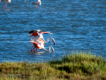 Flamenco comun - Phoenicopterus roseus - Flamenc comu