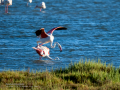 Flamenco comun - Phoenicopterus roseus - Flamenc comu