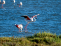 Flamenco comun - Phoenicopterus roseus - Flamenc comu