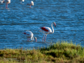 Flamenco comun - Phoenicopterus roseus - Flamenc comu