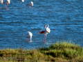 Flamenco comun - Phoenicopterus roseus - Flamenc comu