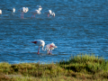 Flamenco comun - Phoenicopterus roseus - Flamenc comu