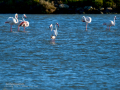 Flamenco comun - Phoenicopterus roseus - Flamenc comu