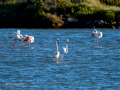 Flamenco comun - Phoenicopterus roseus - Flamenc comu