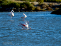 Flamenco comun - Phoenicopterus roseus - Flamenc comu